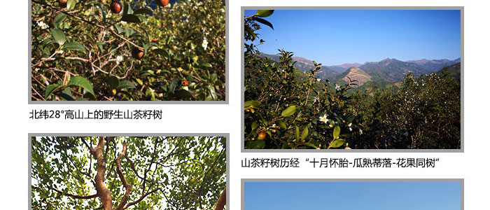 茶氏家族-古樹山茶麩洗發(fā)乳 茶氏家族-古樹山茶麩洗發(fā)乳