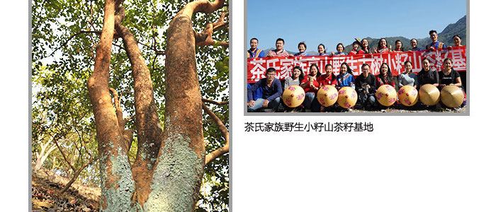 茶氏家族-古樹山茶麩洗發(fā)乳 茶氏家族-古樹山茶麩洗發(fā)乳